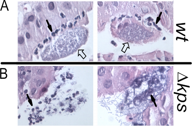 FIG. 5.