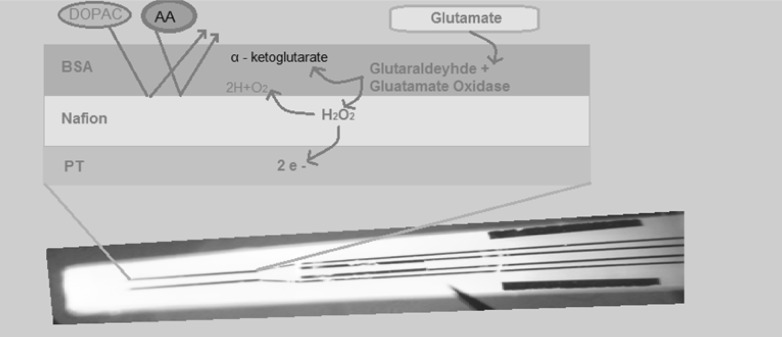 Fig. 1