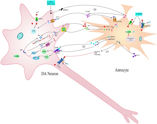 FIGURE 4