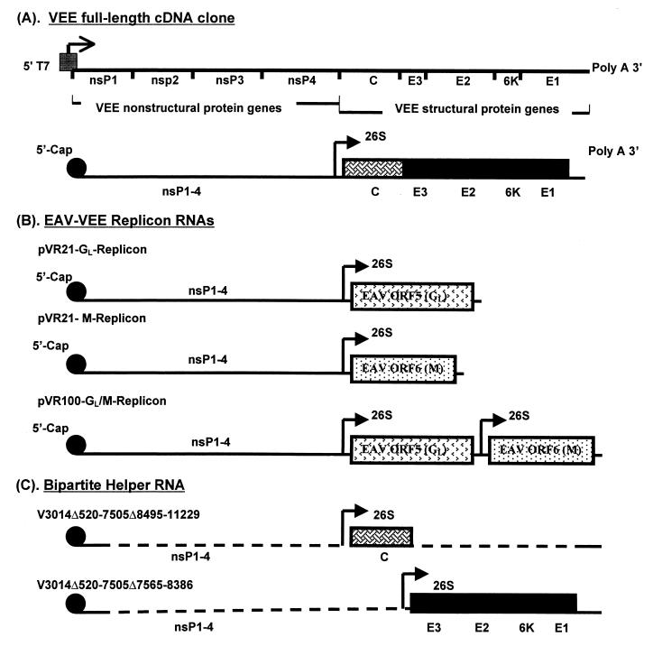 FIG. 1