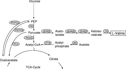 FIG. 1.