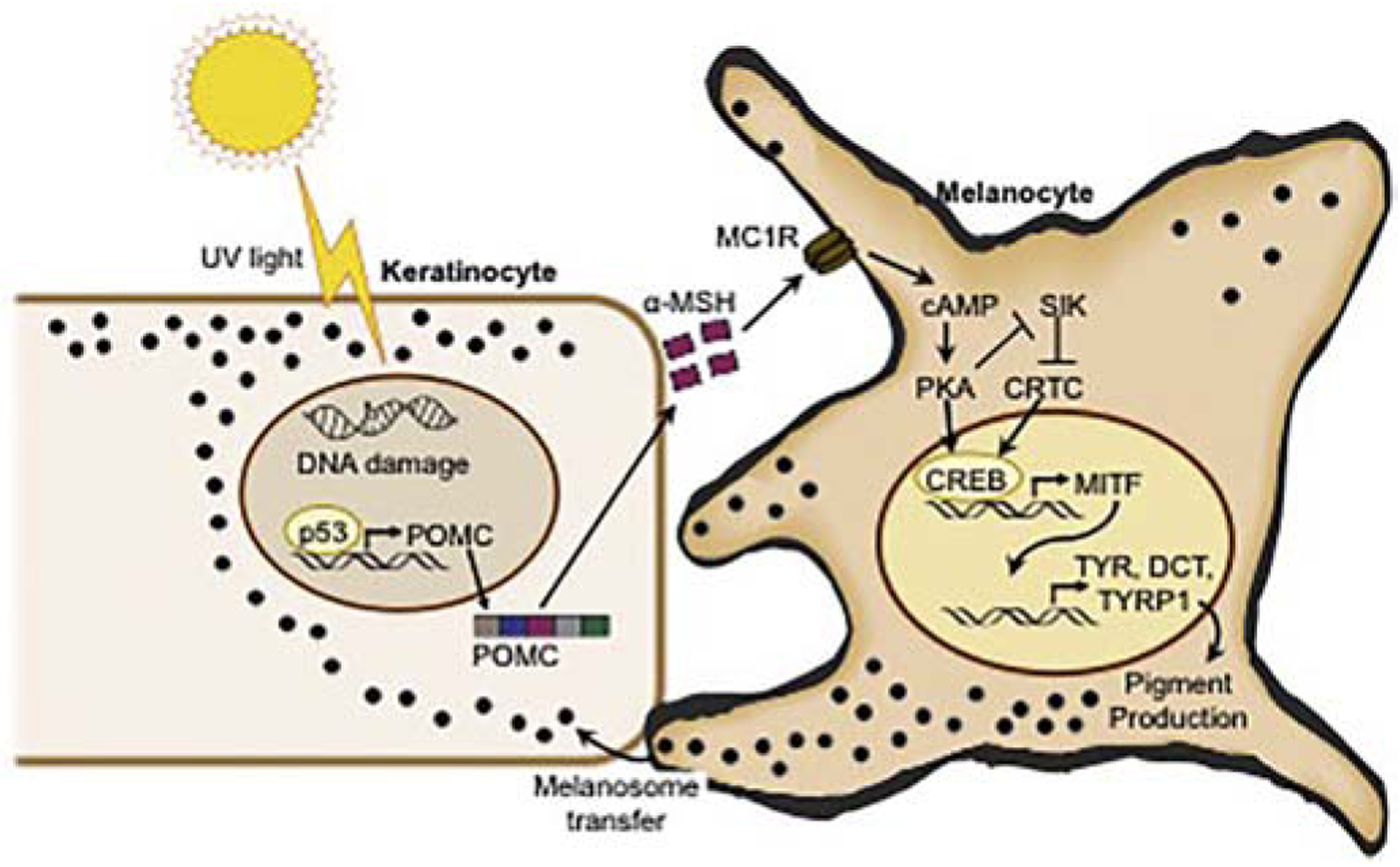 Figure 1: