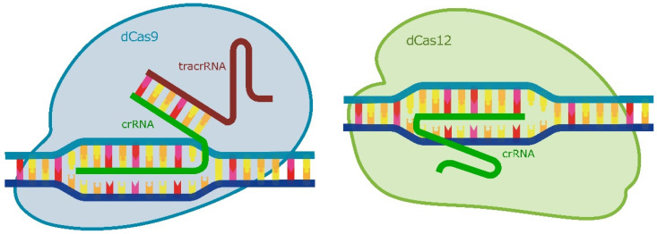 Figure 11