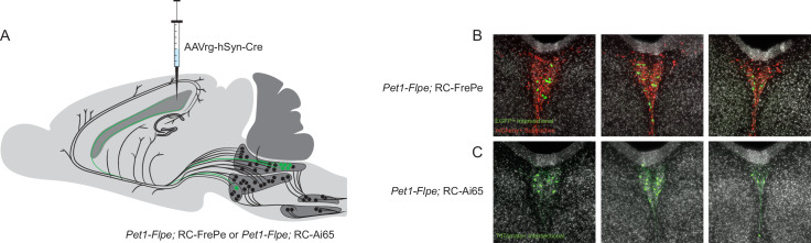 Figure 5—figure supplement 1.