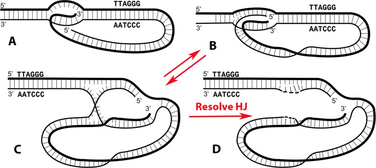 A New View of the T-Loop Junction: Implications for Self-Primed ...