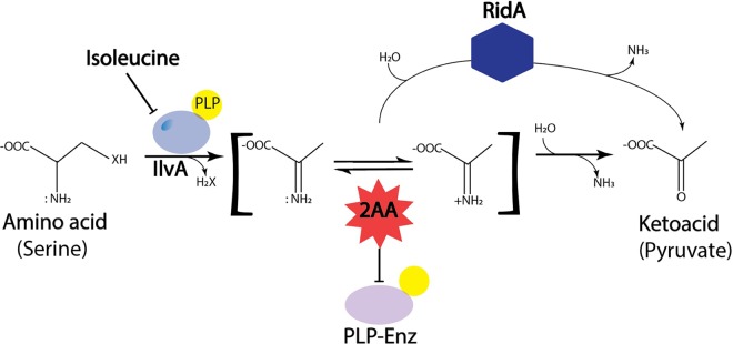 FIG 1