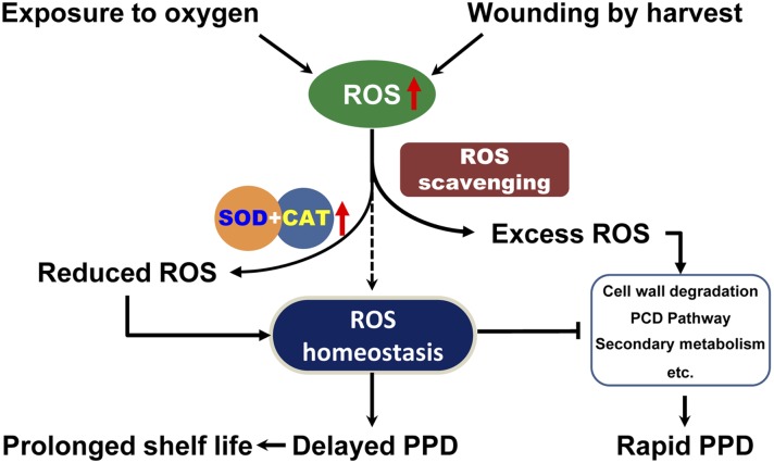 Figure 7.