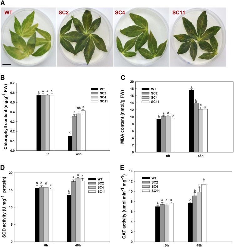 Figure 4.