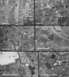 Figure 6