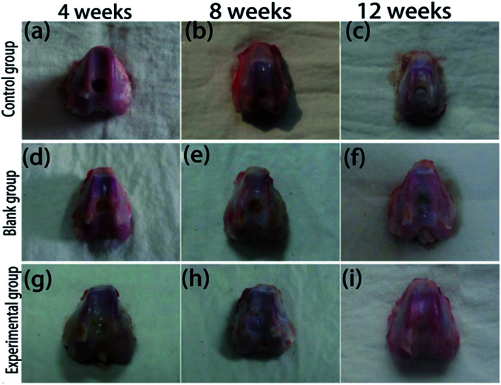 Fig. 12