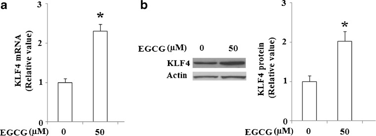 Fig. 12