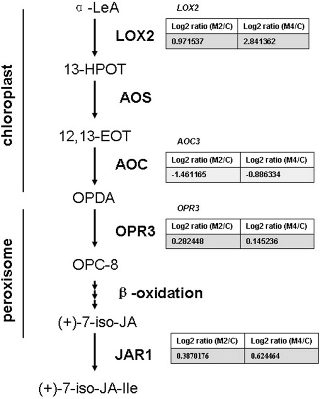 Fig. 3