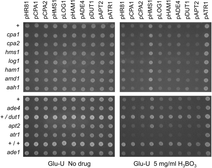 Fig 10