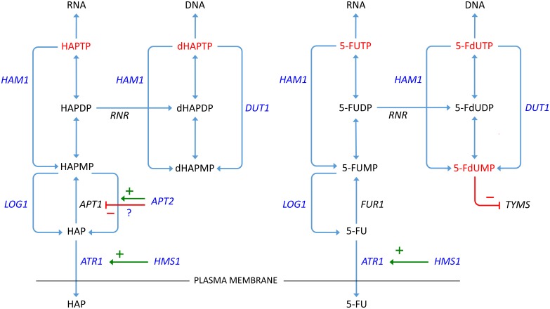 Fig 11