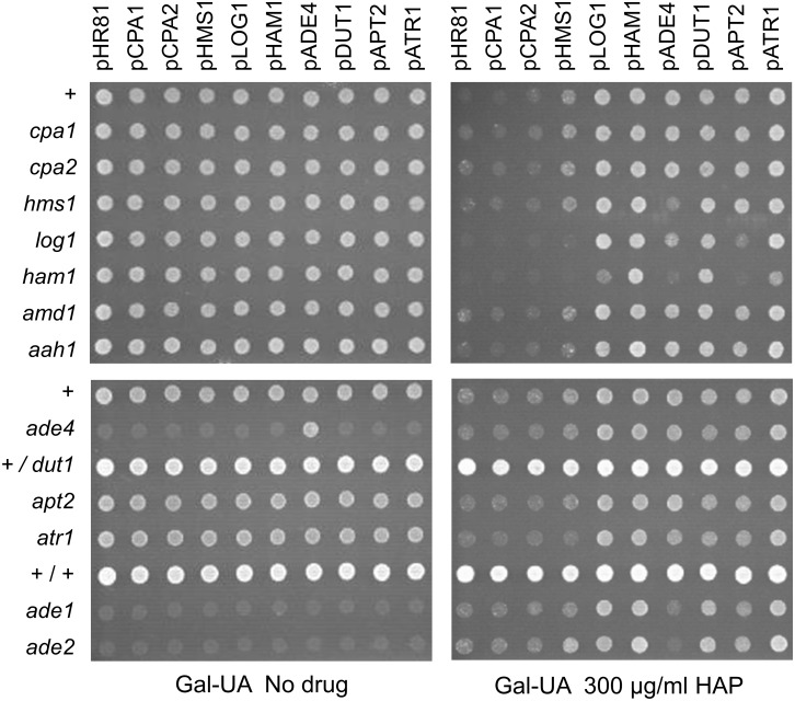 Fig 6