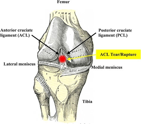 FIGURE 1.