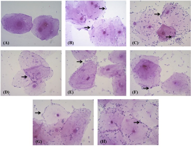 FIGURE 4