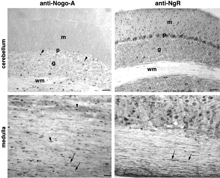 Fig. 9.