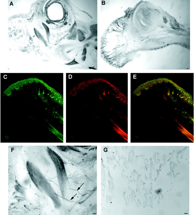 Fig. 12.