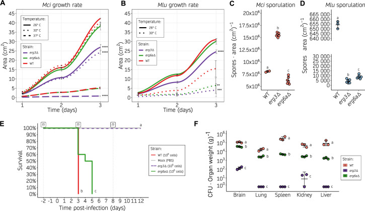 Graphs depict growth rates of Mci and Mlu strains at different temperatures, sporulation rates, survival post-infection, and CFU per organ weight. Mci and Mlu strains include WT, erg3Δ, and erg6Δ.