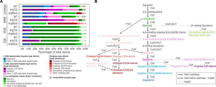 Bar graph depicts sterol composition in WT, erg3Δ, and erg6Δ strains under different treatments. Pathway diagram depicts sterol biosynthesis, highlighting main, alternative, and erg3Δ pathways with various sterol intermediates.