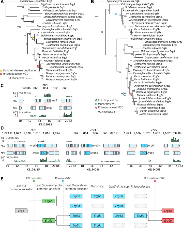 Phylogenetic trees depict gene duplications in various fungi. Chromosomal maps display mRNA expression and gene locations for erg3 and erg6. Diagram illustrates gene evolution and duplication events in different fungal lineages.