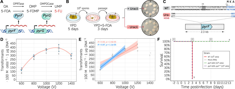 Diagram of pyrF and pyrG roles in metabolism, spore cultivation with or without uracil, genetic comparison of WT and Ura-strains. Graphs plot transformant's correlation with voltage and survival rates post-infection for different strains.