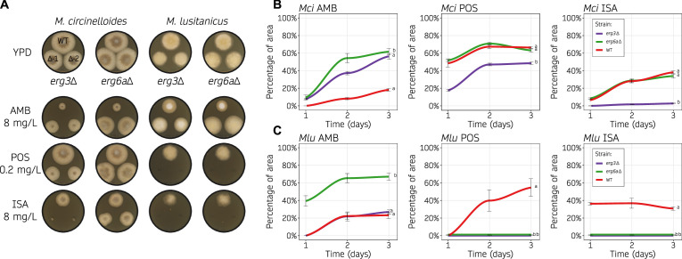 Growth of M. circinelloides and M. lusitanicus strains on different media (YPD, AMB, POS, ISA). Graphs display the percentage of area covered by Mci and Mlu strains (WT, erg3Δ, erg6Δ) over 3 days on AMB, POS, and ISA media.