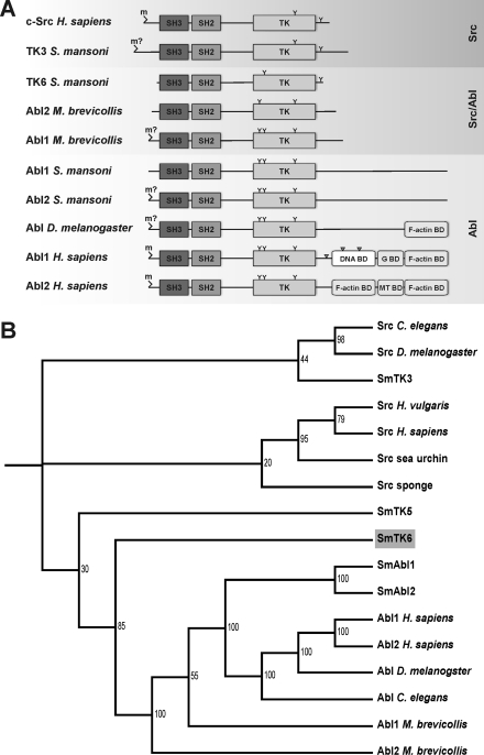 FIGURE 1.