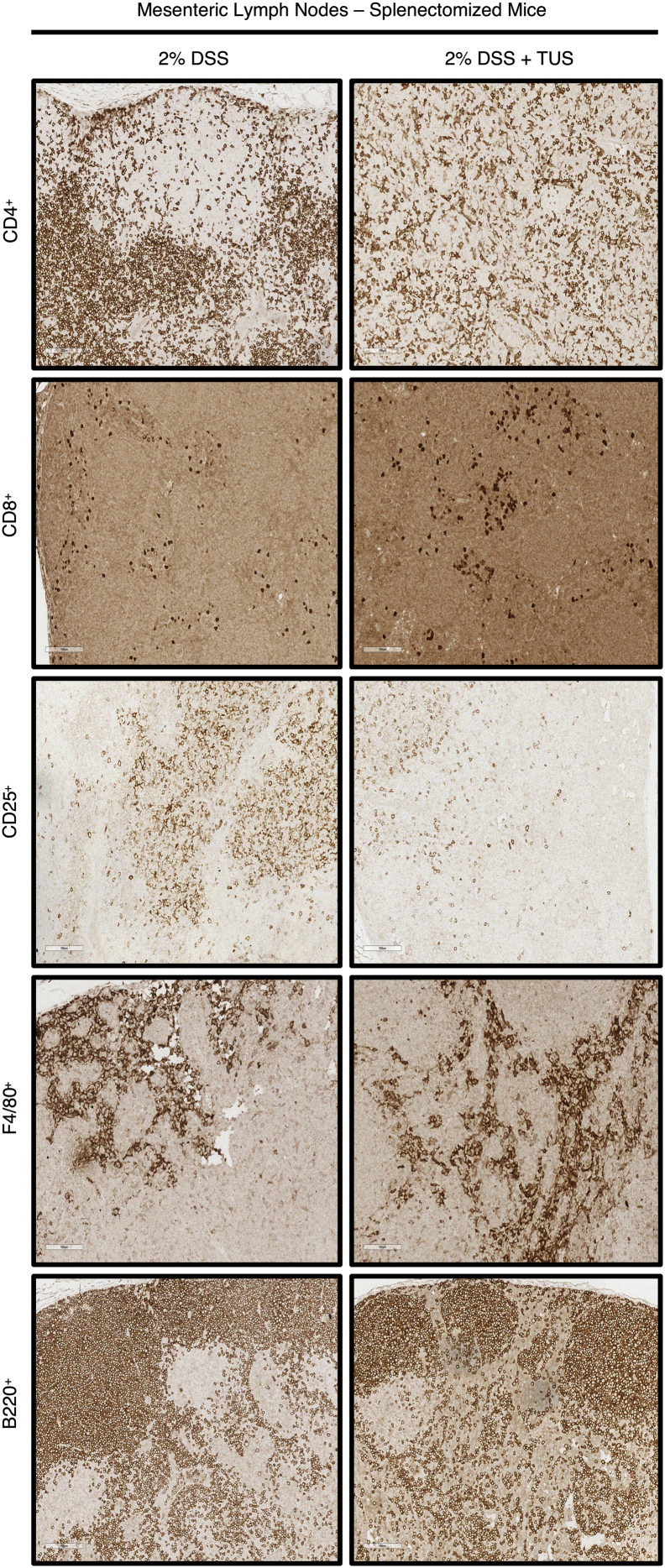 Supplementary Fig. 8