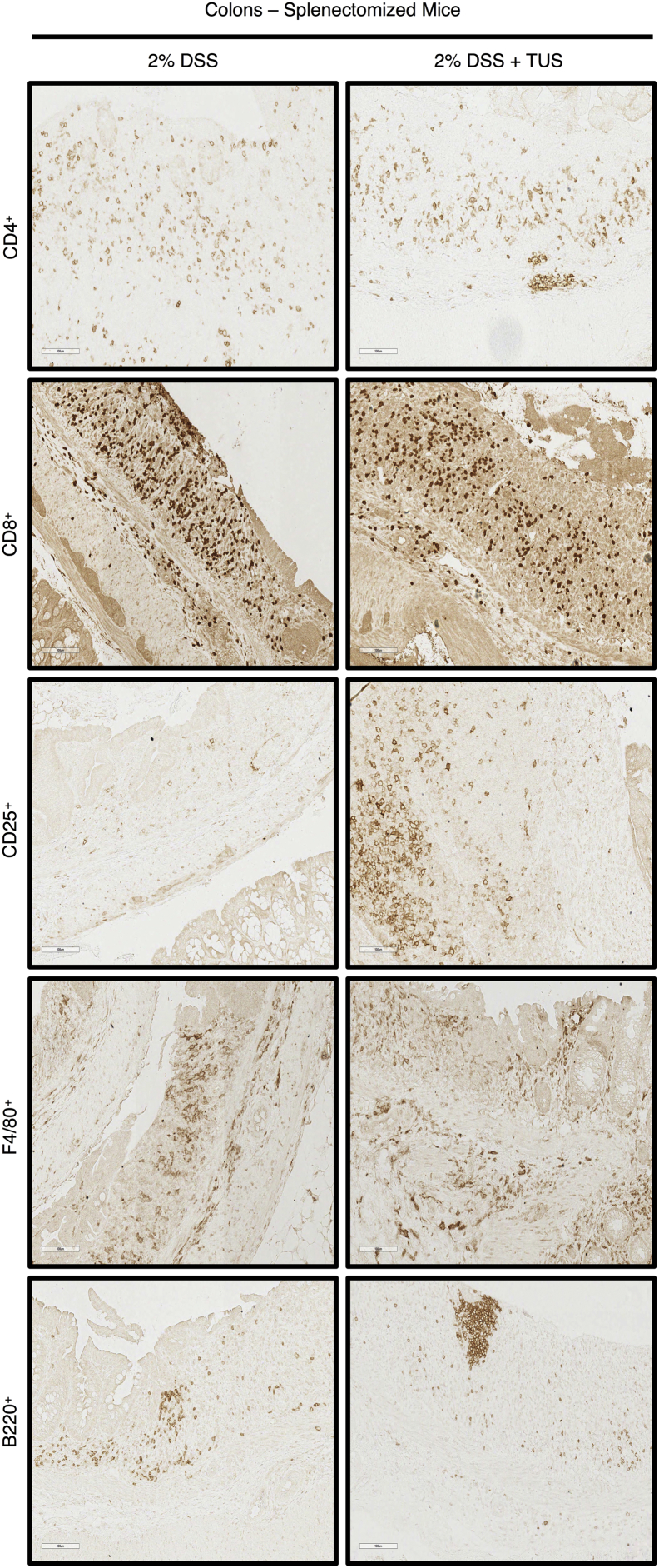 Supplementary Fig. 7