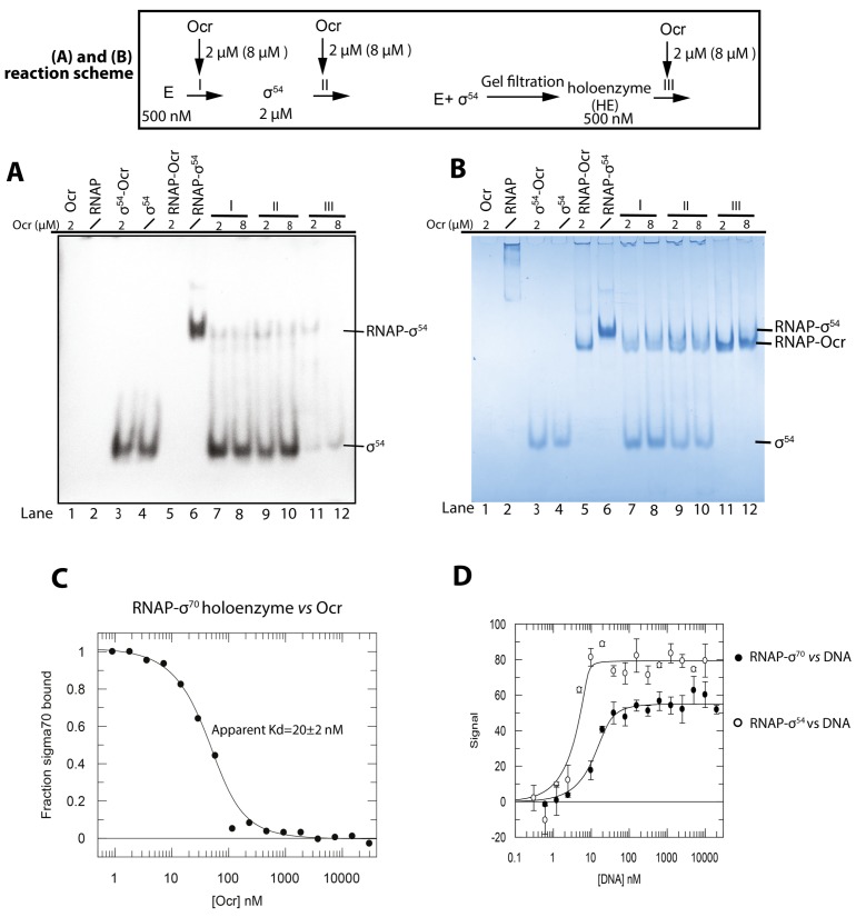 Figure 6—figure supplement 1.