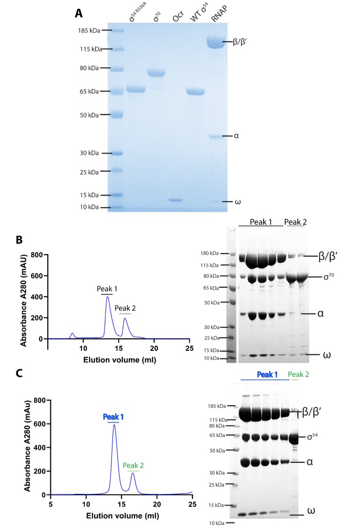 Figure 1—figure supplement 1.