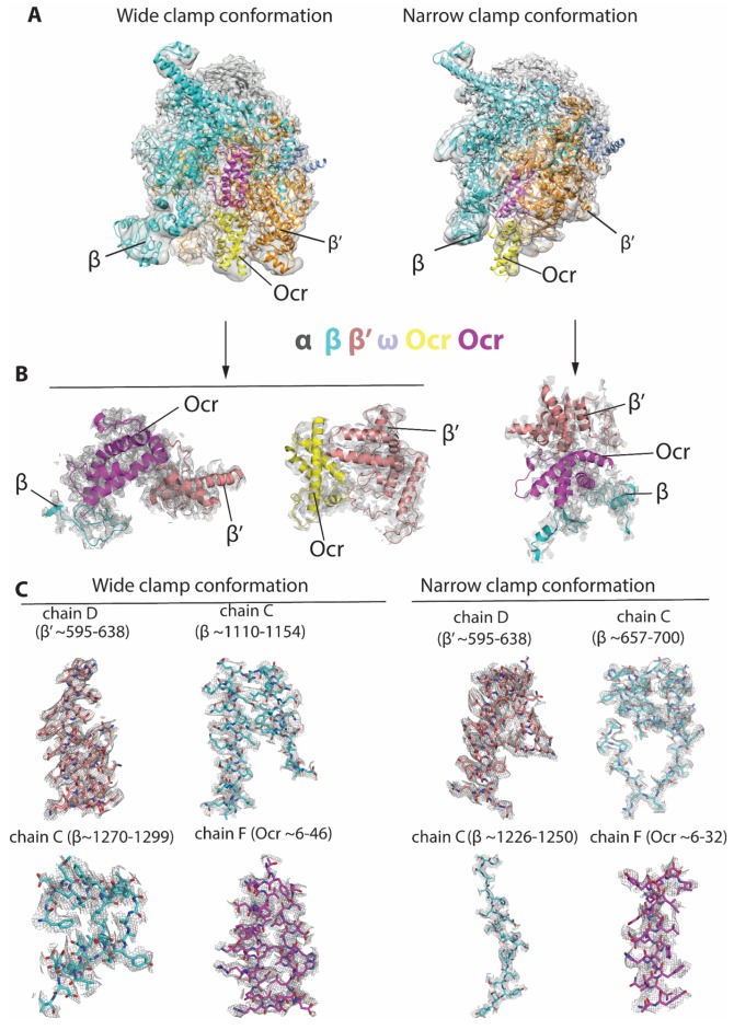 Figure 2—figure supplement 3.