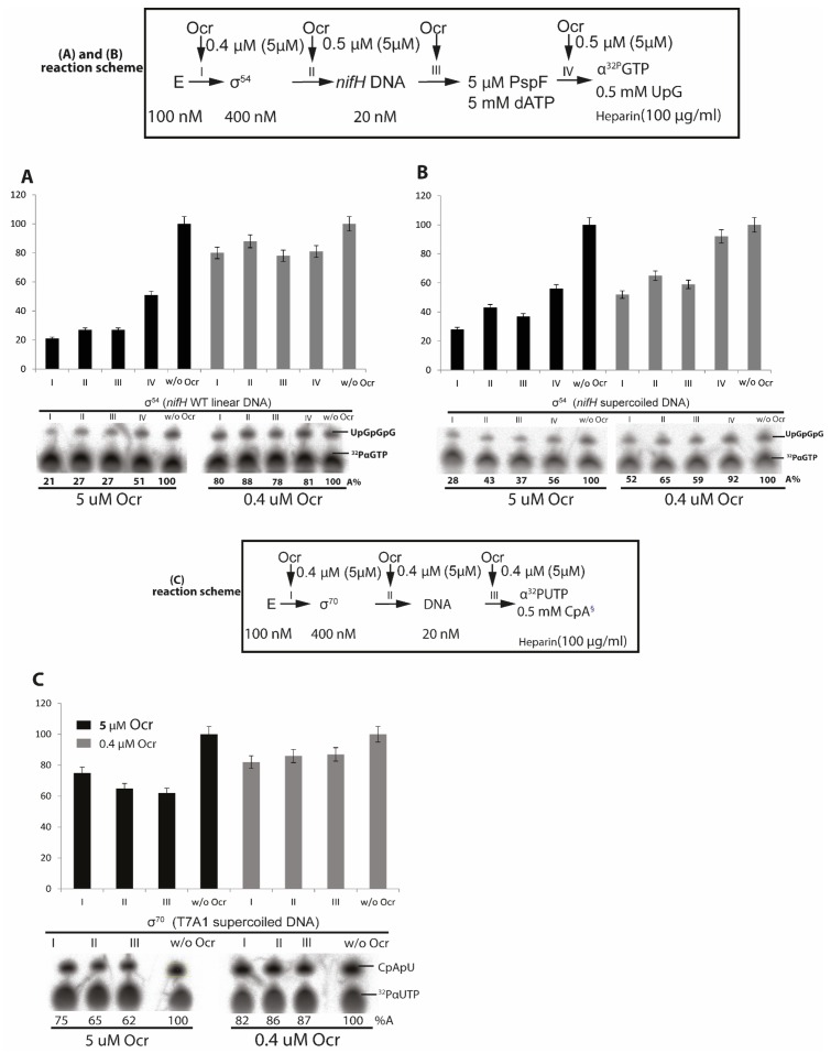 Figure 5—figure supplement 1.