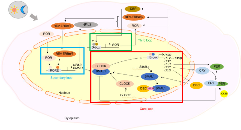 Fig. 1