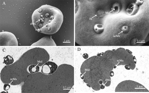 FIG. 2.