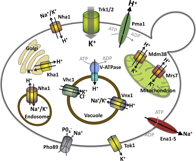 Figure 2