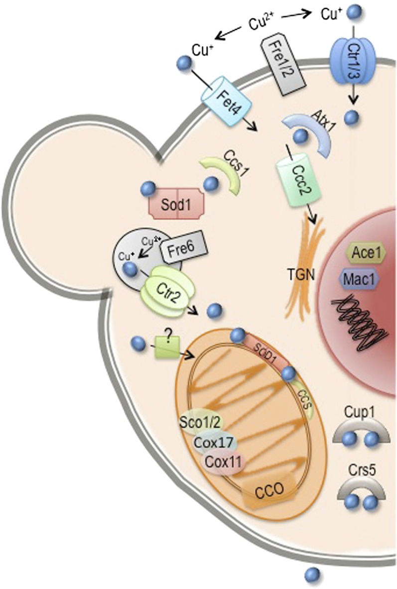 Figure 7