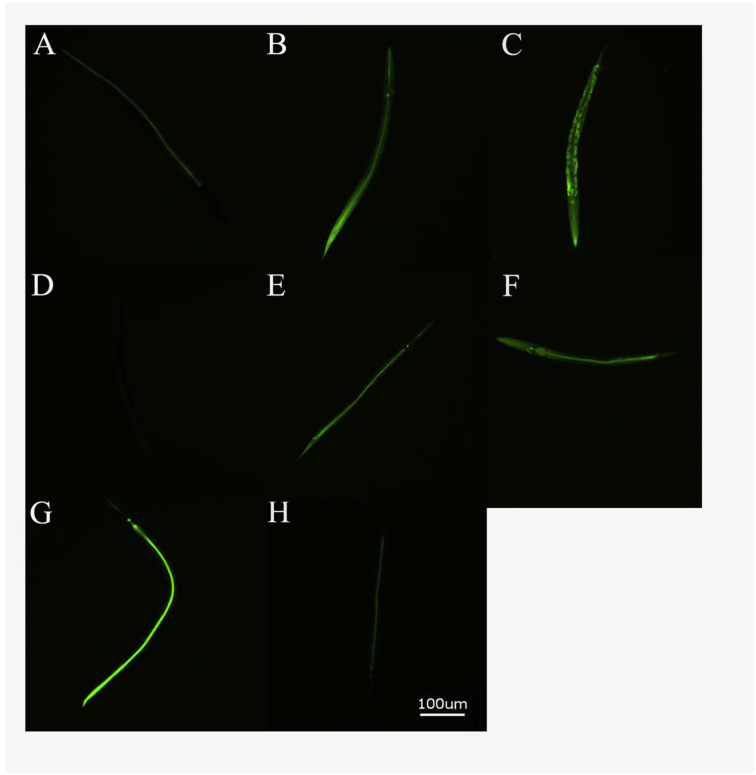 Fig. 2