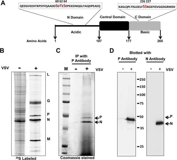 FIG 1