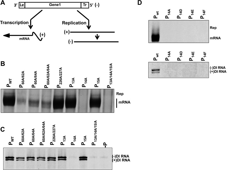 FIG 6