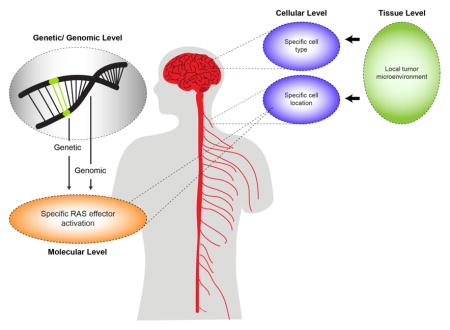 graphic file with name nihms796612u1.jpg