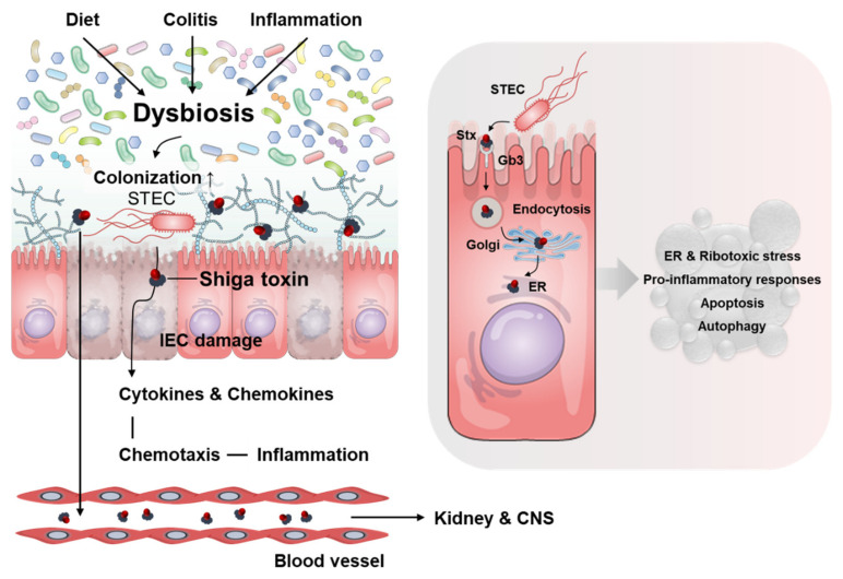 Escherichia coli Shiga Toxins and Gut Microbiota Interactions - PMC