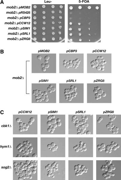 Figure 2.