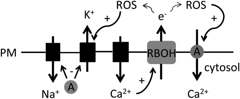 Figure 6.