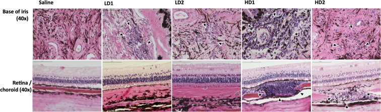 Figure 4