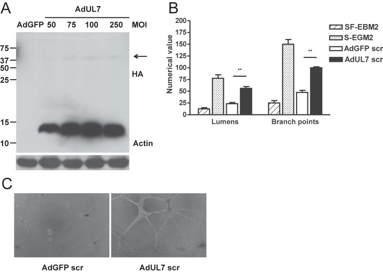 FIG 3 