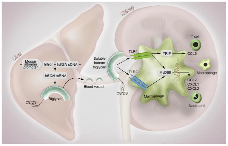 Fig. 8