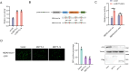 Figure 6—figure supplement 1.